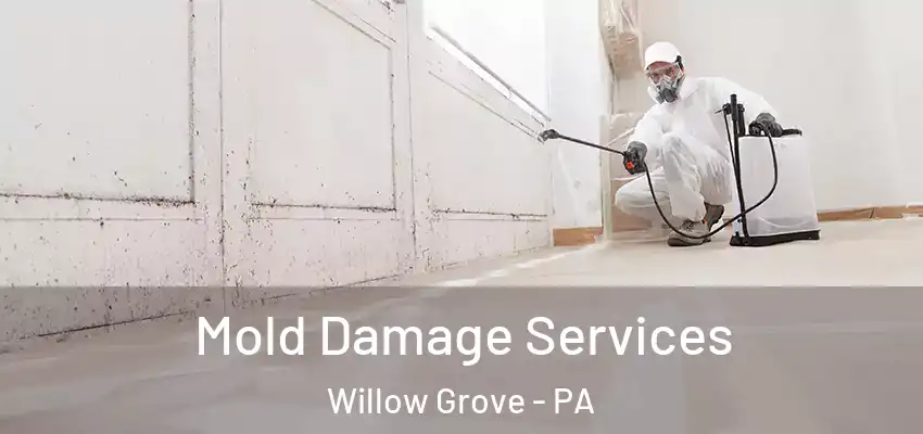 Mold Damage Services Willow Grove - PA