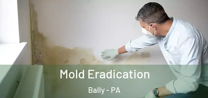 Mold Eradication Bally - PA