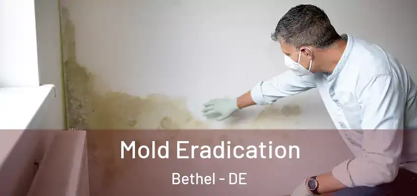  Mold Eradication Bethel - DE