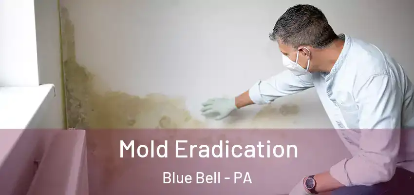  Mold Eradication Blue Bell - PA