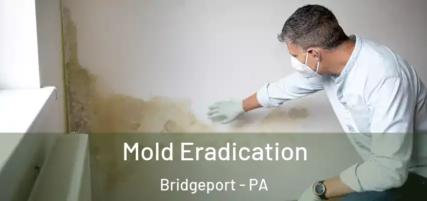  Mold Eradication Bridgeport - PA
