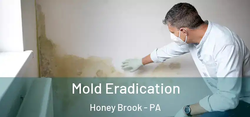  Mold Eradication Honey Brook - PA