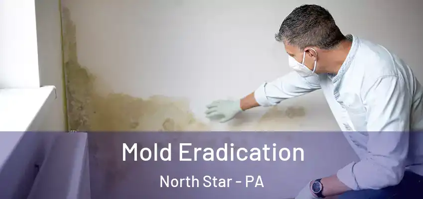 Mold Eradication North Star - PA