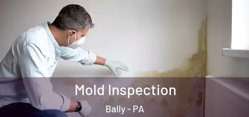 Mold Inspection Bally - PA