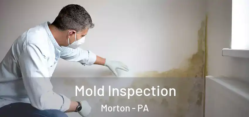  Mold Inspection Morton - PA
