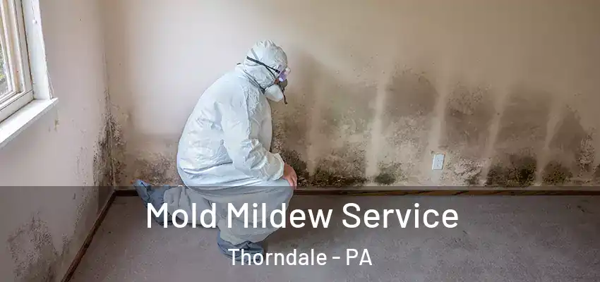 Mold Mildew Service Thorndale - PA