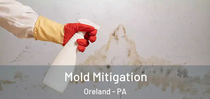 Mold Mitigation Oreland - PA