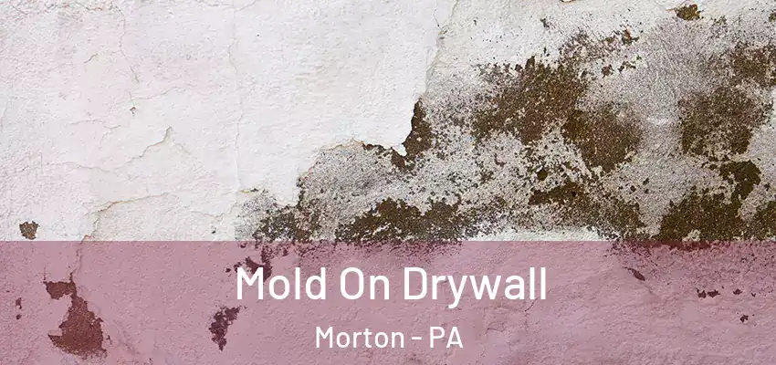  Mold On Drywall Morton - PA