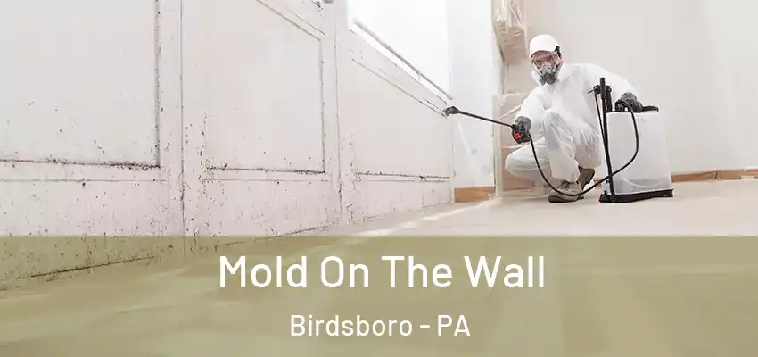Mold On The Wall Birdsboro - PA