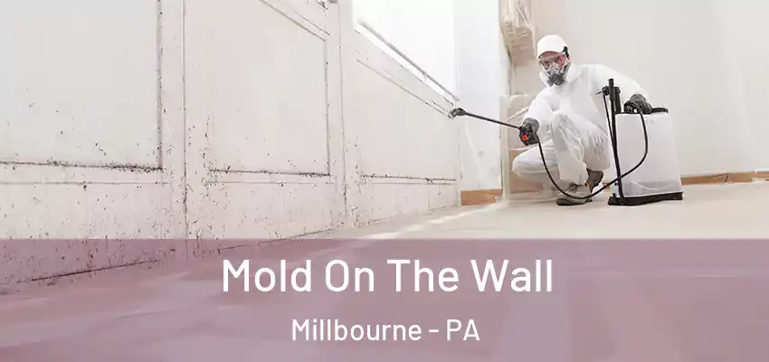 Mold On The Wall Millbourne - PA
