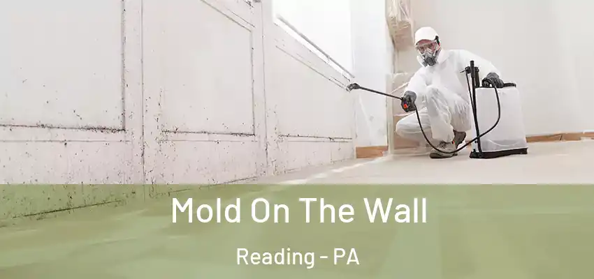 Mold On The Wall Reading - PA