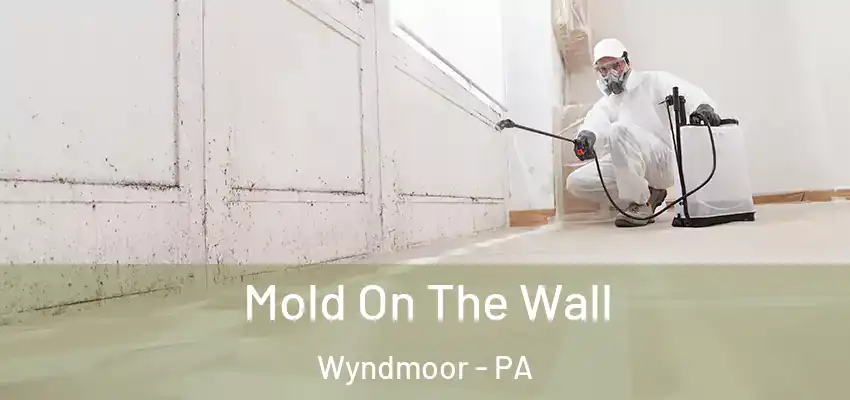  Mold On The Wall Wyndmoor - PA
