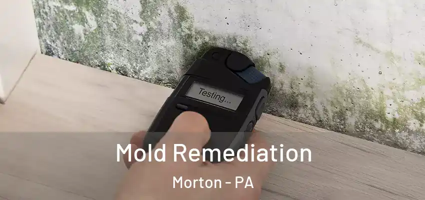 Mold Remediation Morton - PA