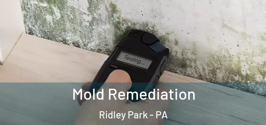 Mold Remediation Ridley Park - PA