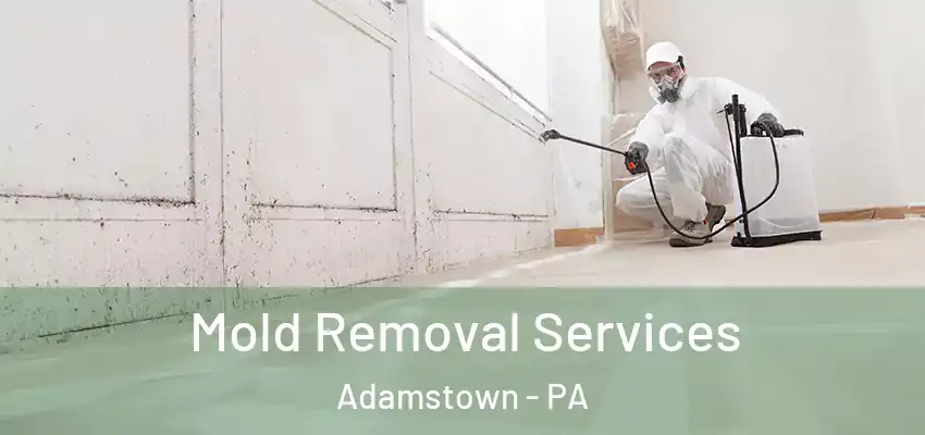  Mold Removal Services Adamstown - PA