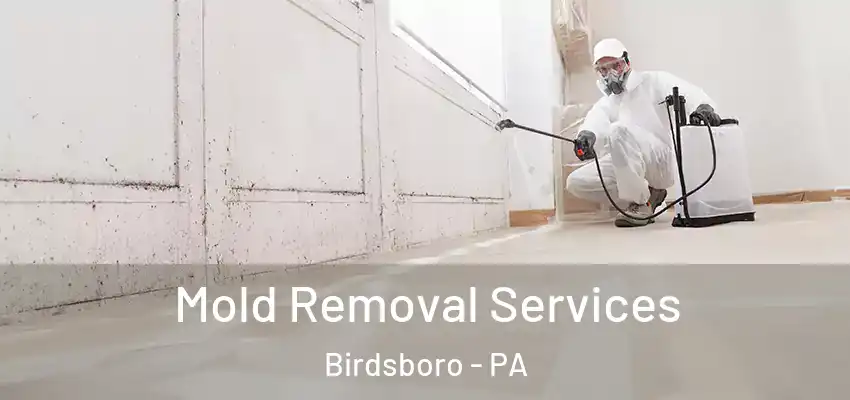  Mold Removal Services Birdsboro - PA