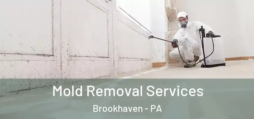 Mold Removal Services Brookhaven - PA