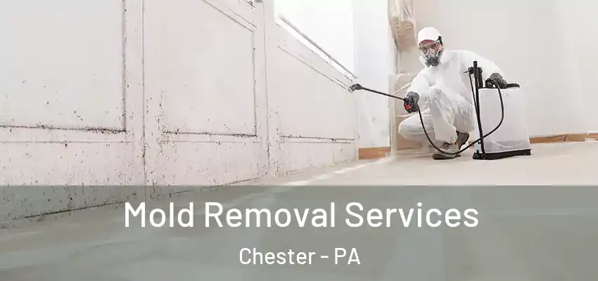  Mold Removal Services Chester - PA