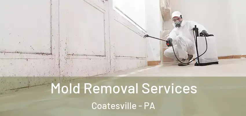  Mold Removal Services Coatesville - PA