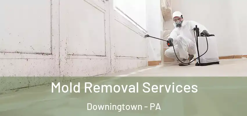 Mold Removal Services Downingtown - PA