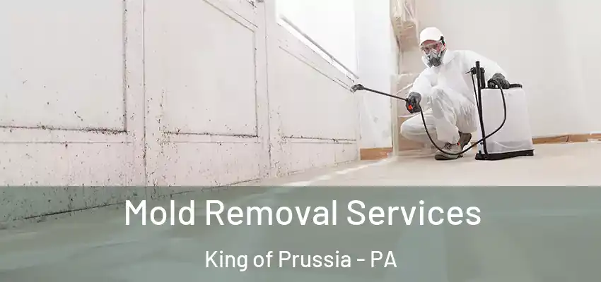 Mold Removal Services King of Prussia - PA