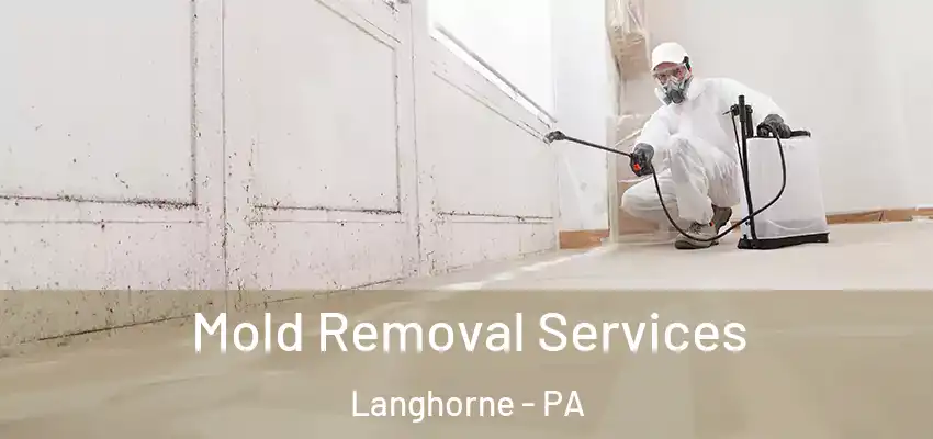 Mold Removal Services Langhorne - PA