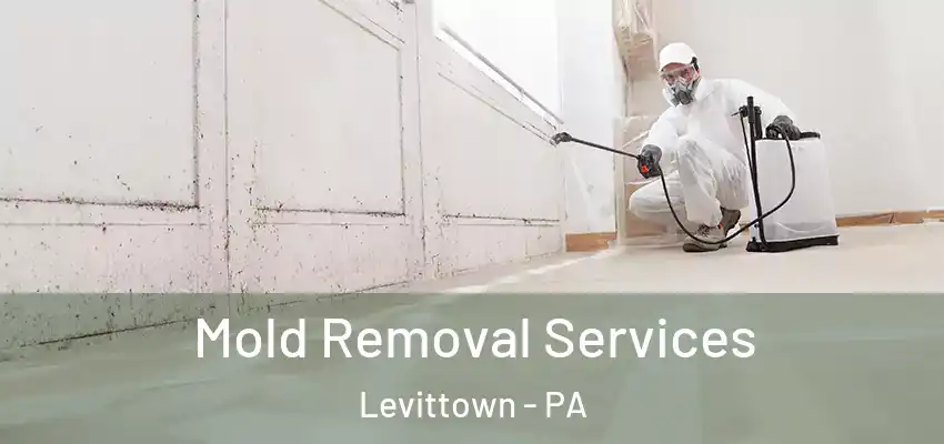 Mold Removal Services Levittown - PA
