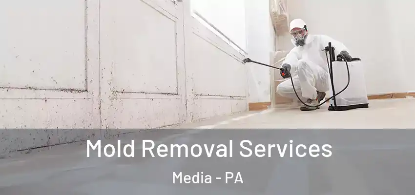 Mold Removal Services Media - PA