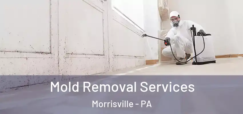 Mold Removal Services Morrisville - PA