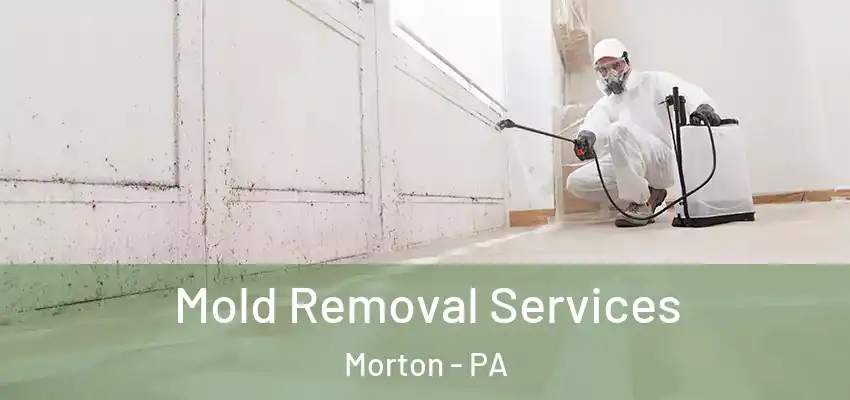 Mold Removal Services Morton - PA