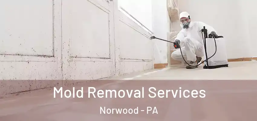 Mold Removal Services Norwood - PA
