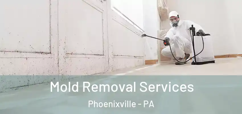 Mold Removal Services Phoenixville - PA