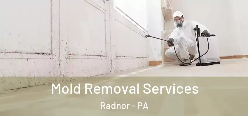 Mold Removal Services Radnor - PA