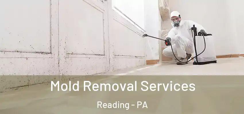  Mold Removal Services Reading - PA