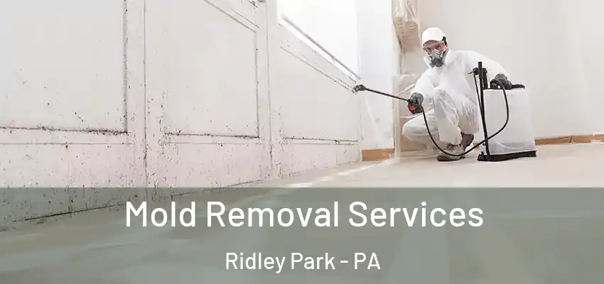 Mold Removal Services Ridley Park - PA