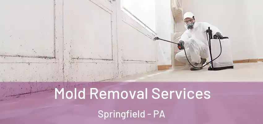 Mold Removal Services Springfield - PA
