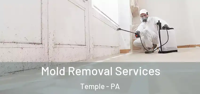  Mold Removal Services Temple - PA