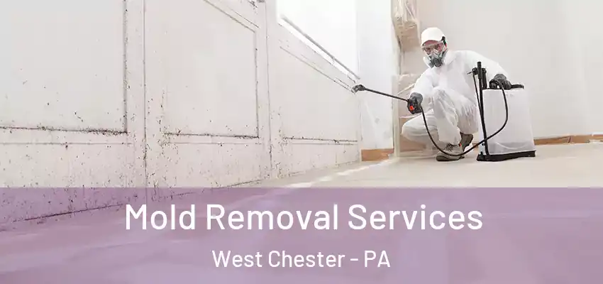  Mold Removal Services West Chester - PA