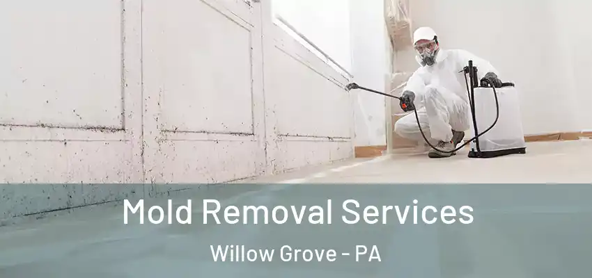Mold Removal Services Willow Grove - PA