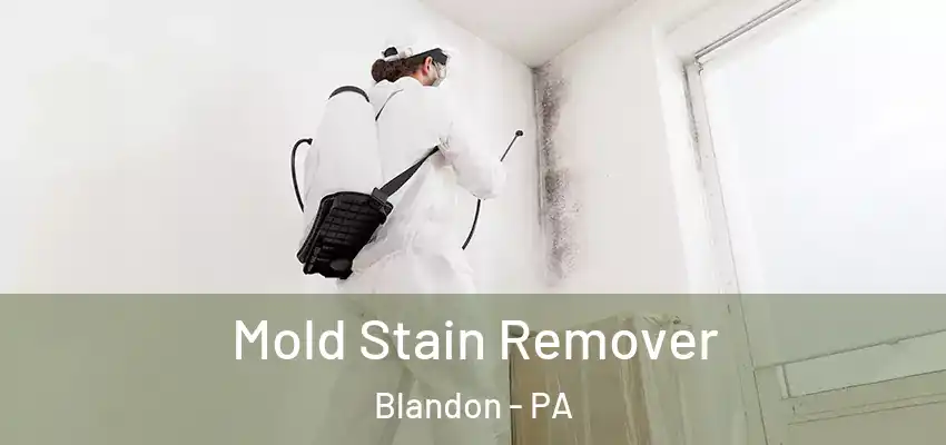  Mold Stain Remover Blandon - PA